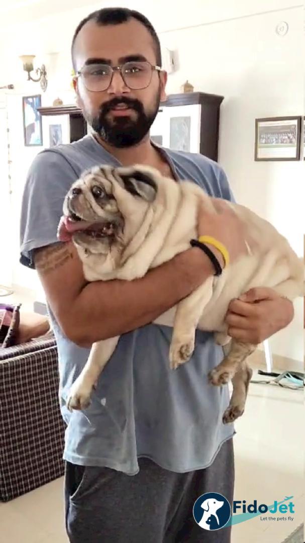 Pet Transportation Review