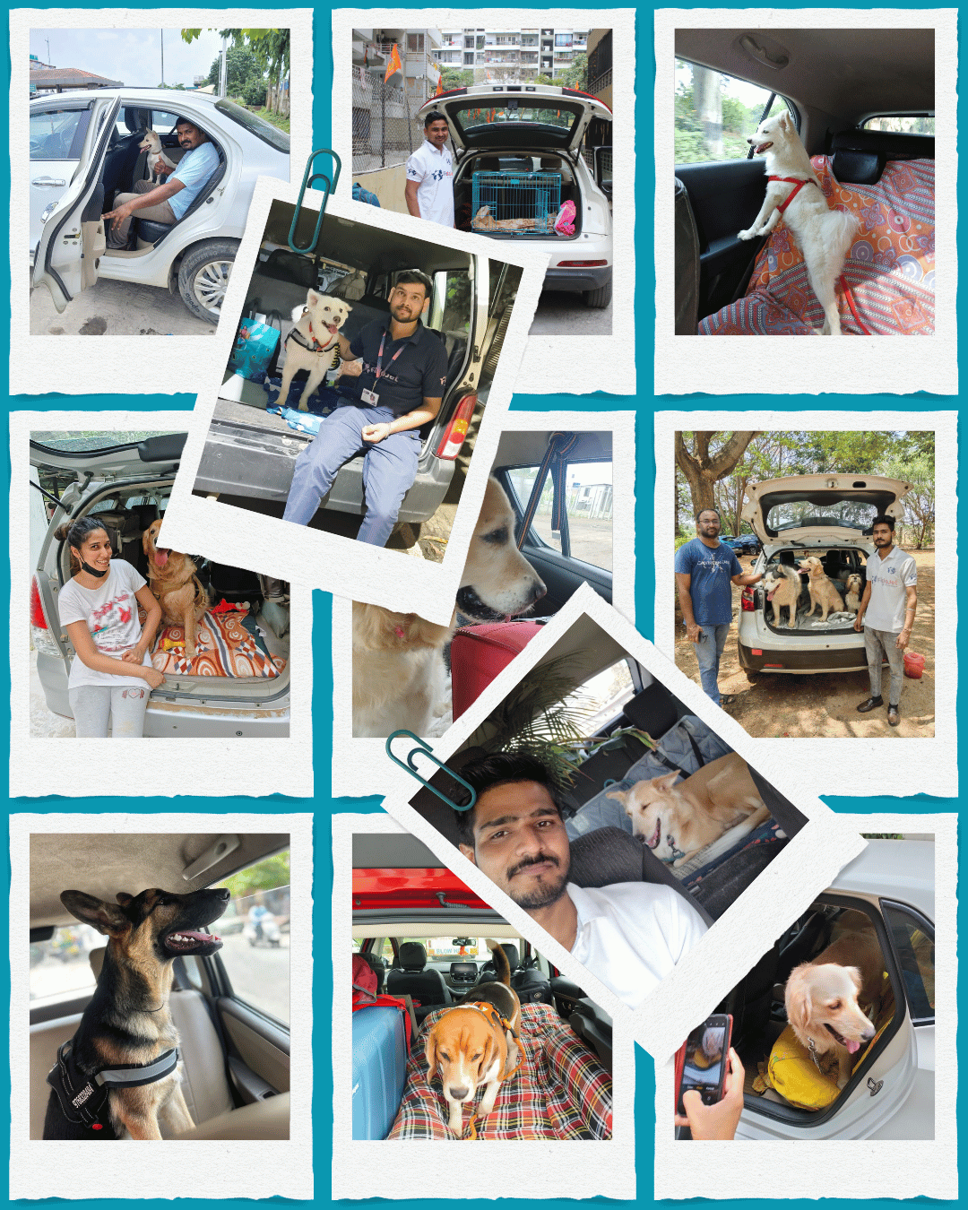 Pet Taxi Service India - FidoJet