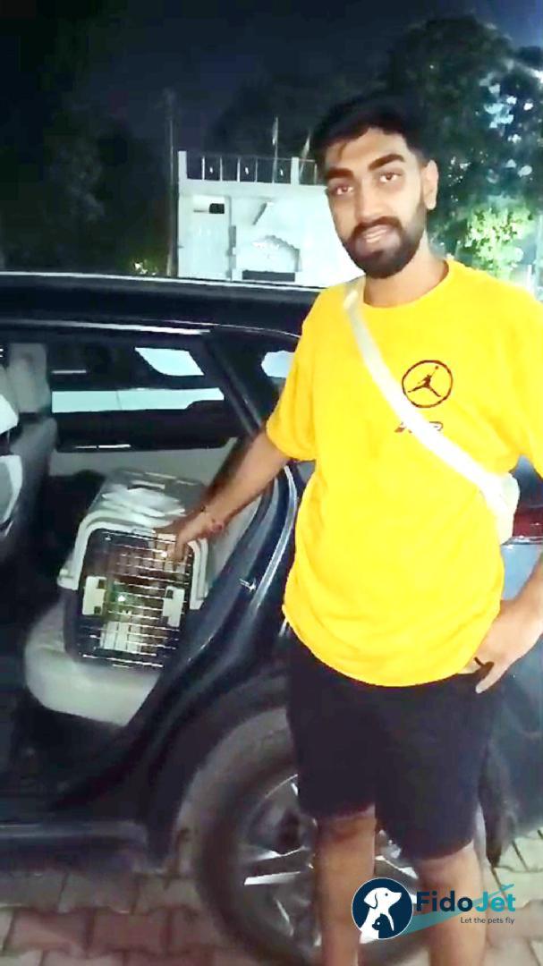 Pet Transportation Review