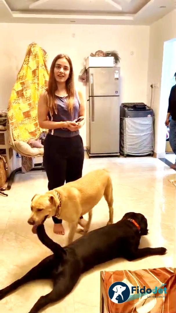 Pet Transportation Review