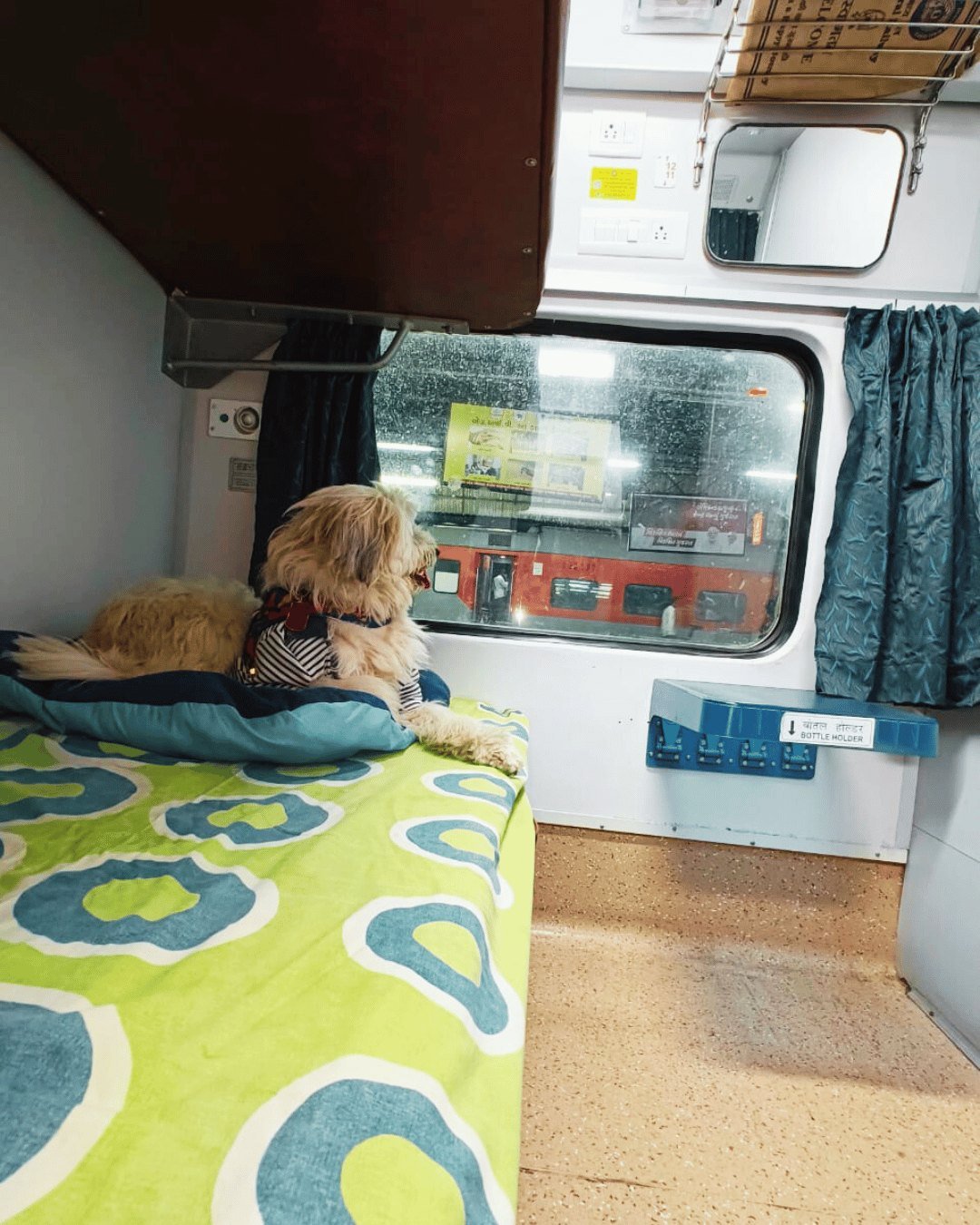 Dog resting comfortably in a private first AC train cabin during a domestic pet relocation