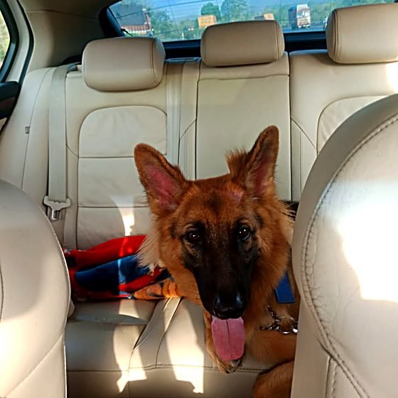 German shepherd relocated by FidoJet