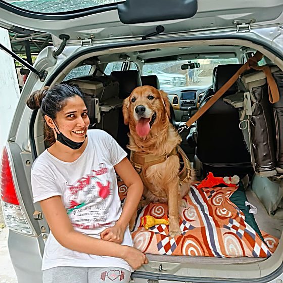 Golden retriever relocated by FidoJet