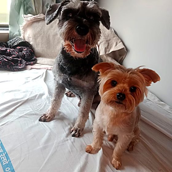 Schnauzer and Yorkshire terrier relocated by FidoJet