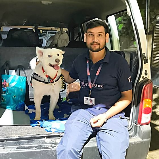 Spitz dog relocated by FidoJet